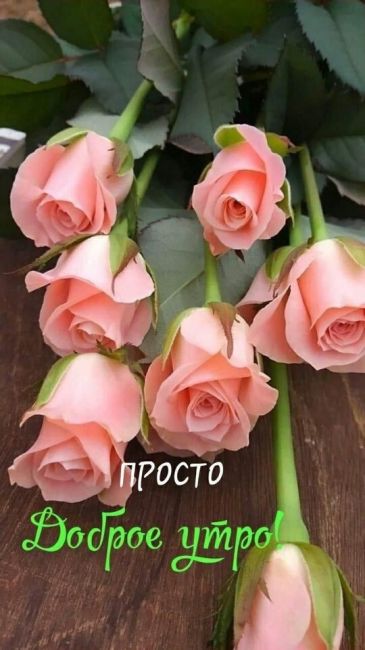 Середина октября в Краснодаре: во дворах продолжают цвести розы 🌹  Фото..