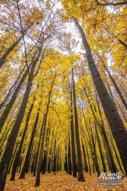 Осень — это вторая весна, когда каждый лист — цветок! 🍁  Фото: Денис..