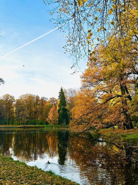 🤎 Царское Село все сильнее наряжается в..