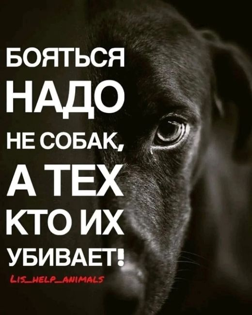 🐕 «Сегодня отравили нашу любимую бездомную собаку на Зорге, 33/6. Попытались спасти её, но собака не выжила 😢..