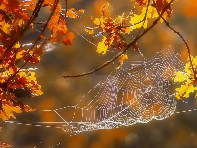 Бабьего лета много не бывает🍁 Уже третье обещают в Новосибирске  Так, по данным Западно-Сибирского..