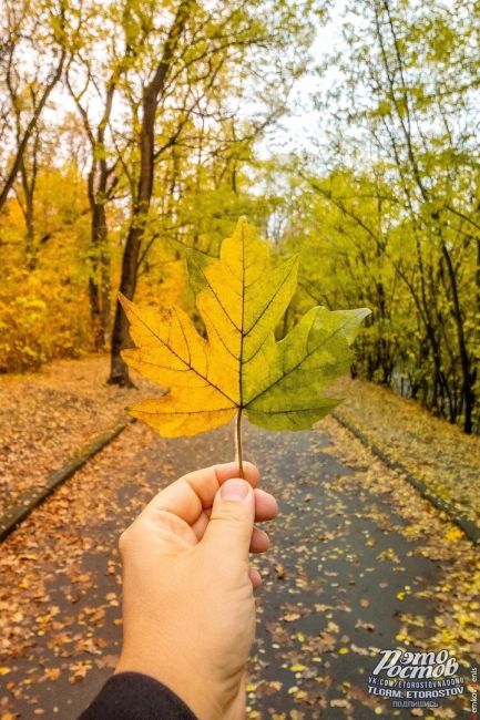 Осень — это вторая весна, когда каждый лист — цветок! 🍁  Фото: Денис..