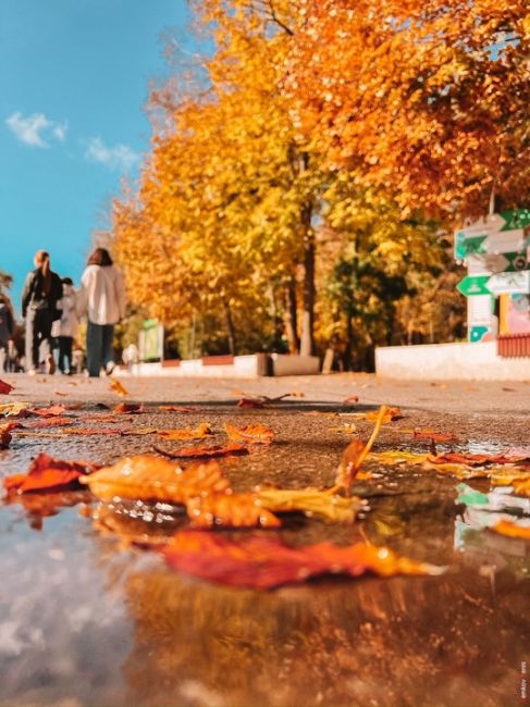 🍁 Редкая сухая ростовская осень.  Фото: Денис..