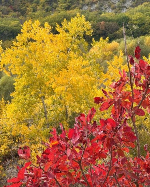 Осень в Абрау-Дюрсо 🍁  Фото..