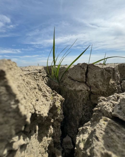 Пустыня Сахара скажете?!
Да нет.
Просто Краснодарское  водохранилище
(Кубанское море) сейчас так..