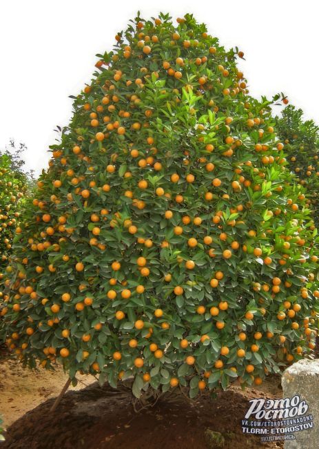 Μaндapинοвaя κpacaвицa c зaпaxοм Ηοвοгο гοдa🎄..