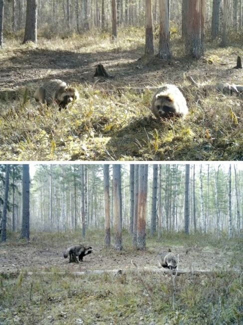 В Ленобласти енотовидные собаки находят себе пару, чтобы крепче спалось зимой. Фотоловушка биолога Павла..