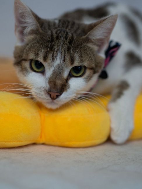 Это Яша — кот с непростой судьбой, который всё ещё верит в лучшее 🐾 
В декабре ростовчанка Татьяна нашла на..