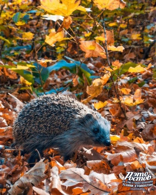 Ёжик - улыбака 🦔 
Осень - не время для грусти....