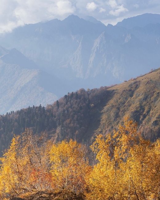 Осень в Красной Поляне 🍁  В данный момент всё окрасилось разными красками на высотах 1600-2000 м, а чуть ниже..