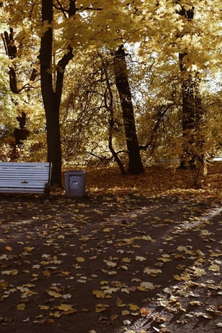 ❤ Золотую осень снимать можно бесконечно 
📍 Парк на Елагином..