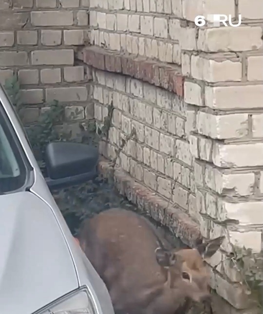 В Самаре заметили..