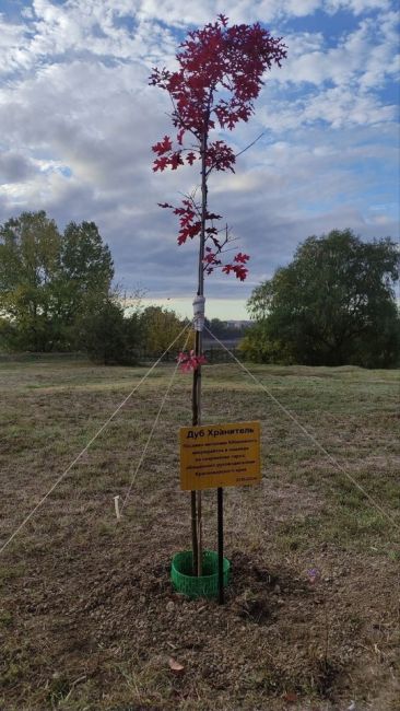 В Краснодаре неизвестные неожиданно сломали и выкорчевали дуб-хранитель, который активисты Юбилейного..