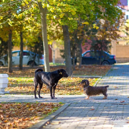 📸 Последние тёплые дни этой осени. Тaганрог  Фото: Вадим..