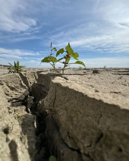 Пустыня Сахара скажете?!
Да нет.
Просто Краснодарское  водохранилище
(Кубанское море) сейчас так..