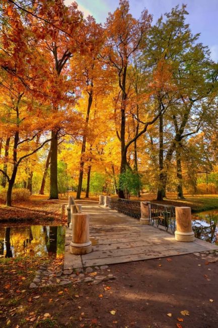 🍁Золотая осень в Петербурге..