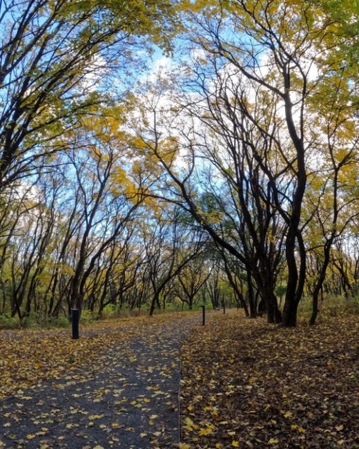 🍁 Золотая осень в парке Мухина балка в Аксае. 
фото: Роман..