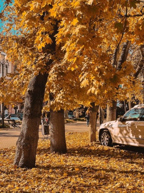 🍁 Редкая сухая ростовская осень.  Фото: Денис..