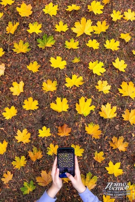 Осень — это вторая весна, когда каждый лист — цветок! 🍁  Фото: Денис..