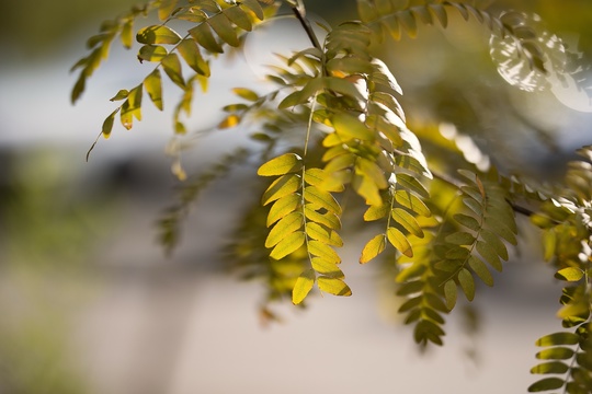 🍂 Осень, такая осень.  Детали донского сегодня в объективе нашей..