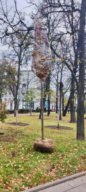 45 мелколистных лип высаживают в центре Нижнего Новгорода  Новость так новость!  По словам специалистов МКУ..