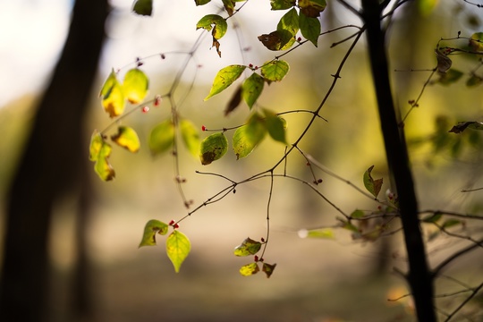 🍂 Осень, такая осень.  Детали донского сегодня в объективе нашей..