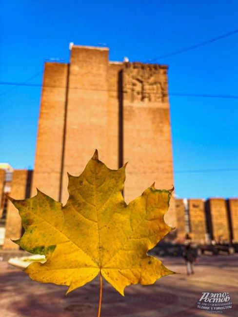 🍂🍁 Золотая осень на Пушкинской. Красиво же, согласитесь..