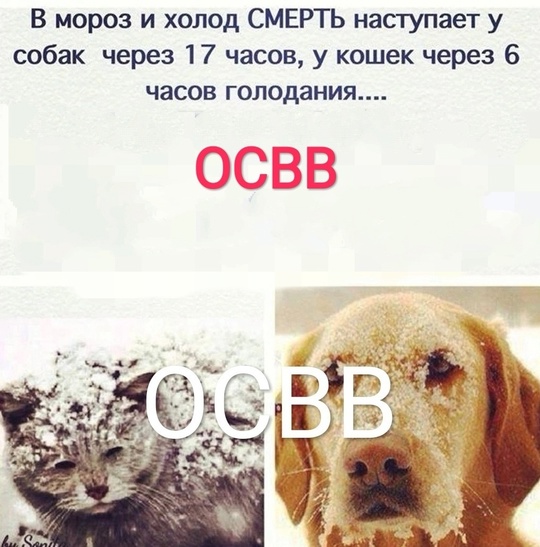 🐕 «Сегодня отравили нашу любимую бездомную собаку на Зорге, 33/6. Попытались спасти её, но собака не выжила 😢..