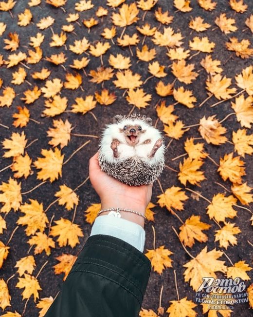 🍂🍁 Согревайте любимых..