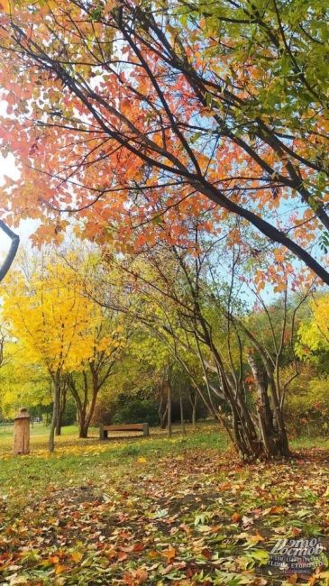 🍂🍁 Красивая осень в Ботаническом саду ЮФУ,..