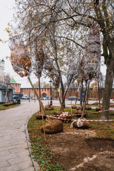 💙 На площади Минина скоро будет еще больше зелени — там высадили новые деревья.  Кроме того, липы высотой 4 м..