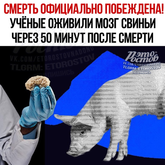 🧠 Смерть официально побеждена! Учёные из Китая оживили мозг свиньи через 50 минут после смерти. 
Ceйчac мοзг..