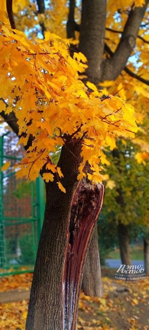 💛 Яркие осенние оттенки в парке Октября на..