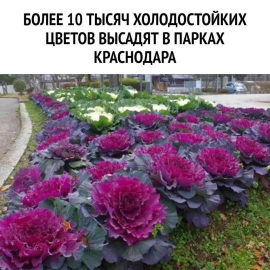 В парках Краснодара высадят более 10 000 цветов  Клумбы Городского сада, Чистяковской рощи, Солнечного острова,..