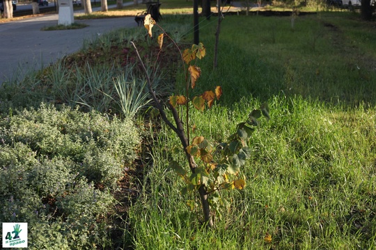 📝🌳🚜 
Мы вновь посетили сквер им. Валерия Иконникова. 
Напомним, летом в нем проходили работы по..