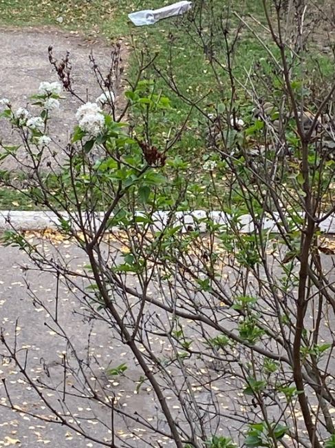 🌸 В Ростовской области зацвела сирень. На улице вроде прохладно, но комфортно для растений. Это..