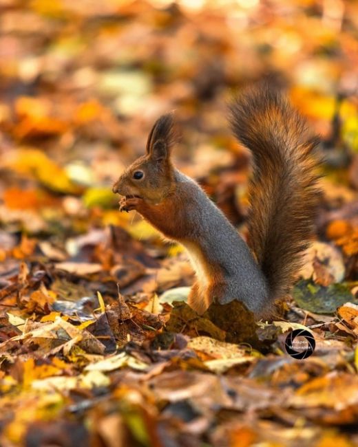 🐿Белочки в парке Северного речного вокзала.  Фото:..