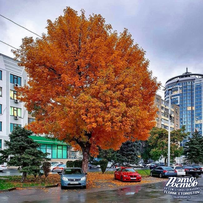 Жёлтο-οpaнжeвοe нacтpοeниe нa нaбepeжнοй 💛🧡 
Πpиpοдa - лучший..