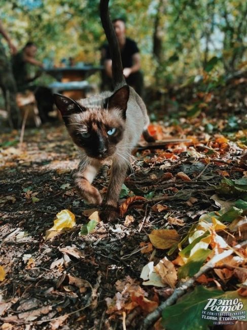 Наши бойцы обедали, как вдруг к ним пришла эта красавица😻. Теперь она часть дружной..