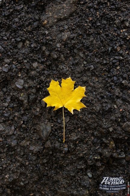 Осень — это вторая весна, когда каждый лист — цветок! 🍁  Фото: Денис..