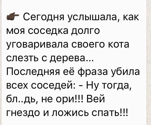 «Как хорошо, что хозяева улетели на юг» — жители Васильевского острова заметили котика, занявшего чьё-то..