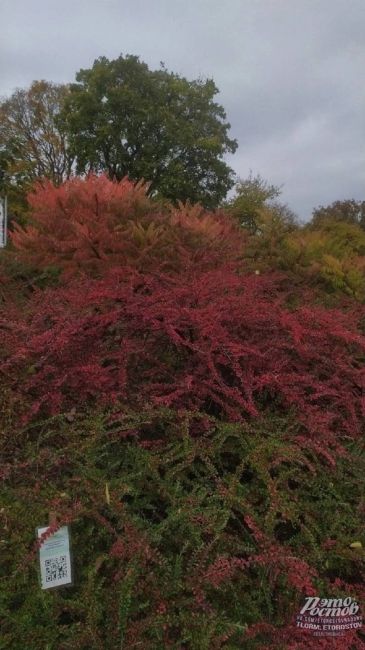 🍂🍁 Красивая осень в Ботаническом саду ЮФУ,..