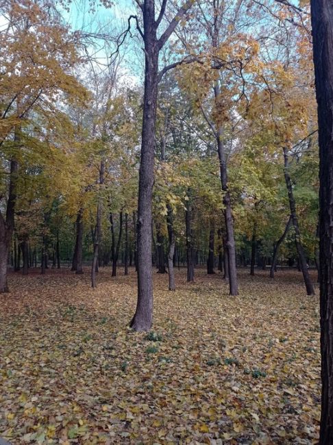 🧡Золотая осень в парке..