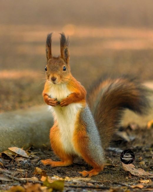 🐿Белочки в парке Северного речного вокзала.  Фото:..