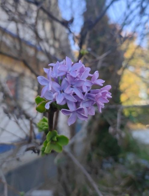 💙 Октябрь, ты точно осень? В городе внезапно зацвела сирень  Фотографиями в соцсетях делятся..