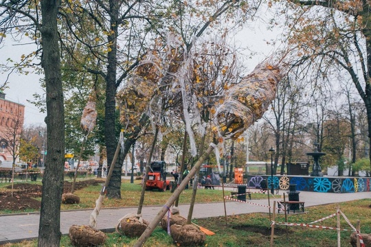 💙 На площади Минина скоро будет еще больше зелени — там высадили новые деревья.  Кроме того, липы высотой 4 м..