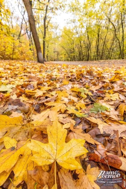 Осень — это вторая весна, когда каждый лист — цветок! 🍁  Фото: Денис..