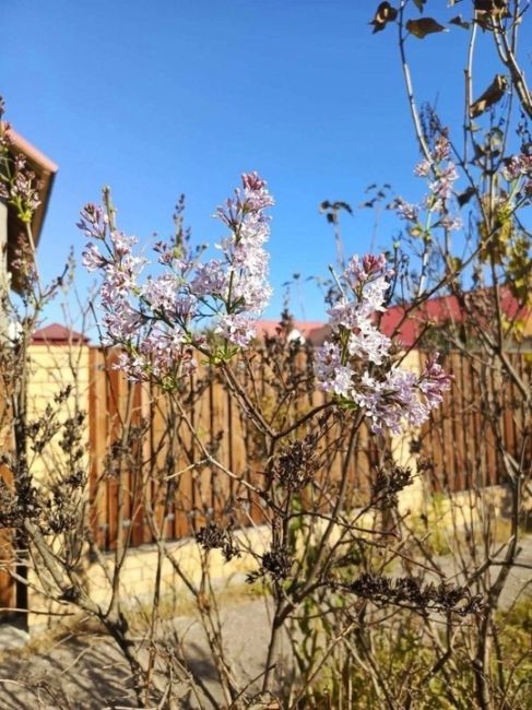 💙 Октябрь, ты точно осень? В городе внезапно зацвела сирень  Фотографиями в соцсетях делятся..