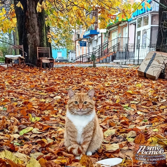 😼 Непревзойденный мастер..