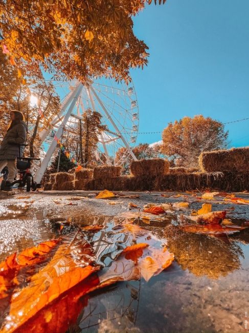 🍁 Редкая сухая ростовская осень.  Фото: Денис..